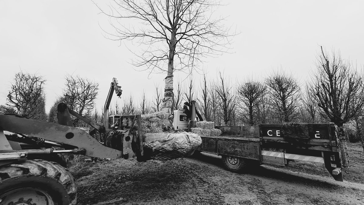 IrishTreeCentre's tweet photo. Mature Liriodendron tulipifera or Tulip tree 🌳getting moved to County Clare
8-10m high and girth 70cm

Its the last couple of weeks for 🌳lifting trees from the ground so contact us now
https://t.co/pWVtkRyJAL

Call Peadar on 0868495993

#bigmovers #trees #bigltrees #maturetree https://t.co/OvlUhP0PYc