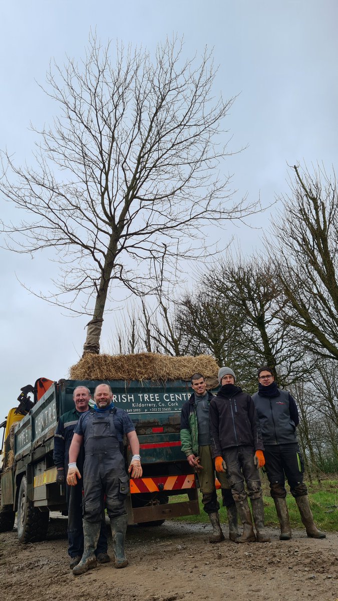 IrishTreeCentre's tweet photo. Mature Liriodendron tulipifera or Tulip tree 🌳getting moved to County Clare
8-10m high and girth 70cm

Its the last couple of weeks for 🌳lifting trees from the ground so contact us now
https://t.co/pWVtkRyJAL

Call Peadar on 0868495993

#bigmovers #trees #bigltrees #maturetree https://t.co/OvlUhP0PYc