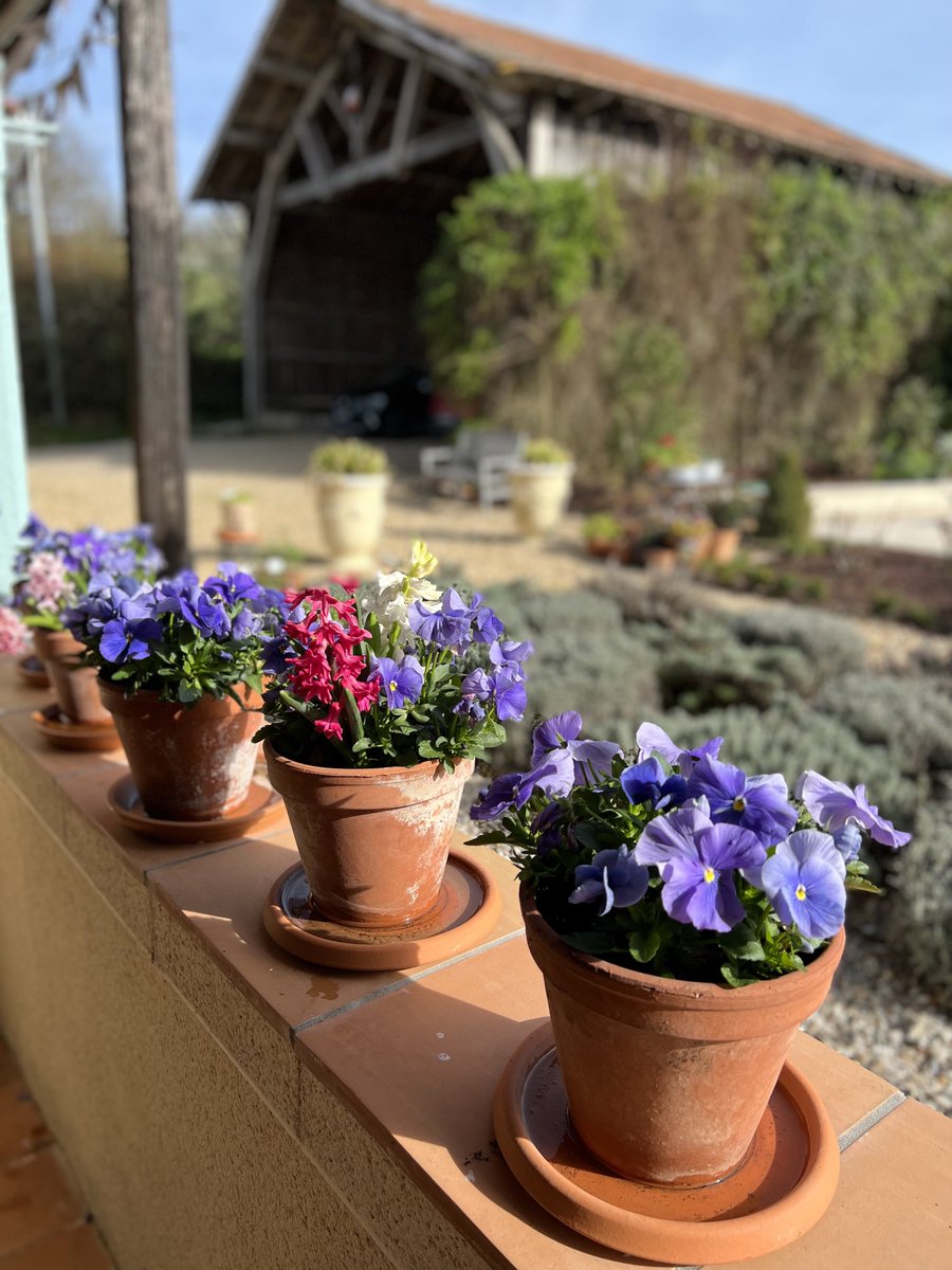 JardinDesign's tweet photo. Little pots of Spring colour and scent along my veranda wall. https://t.co/H12sYe6zoW