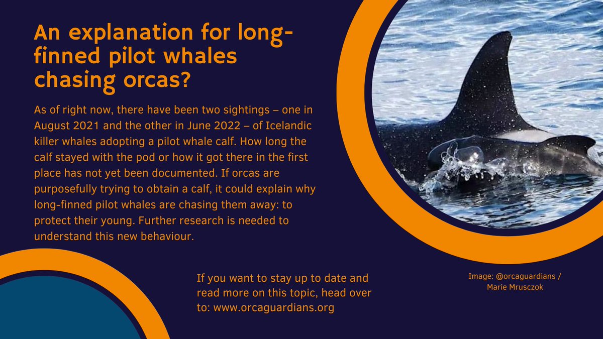 Did you hear from this fascinating encounter? I thought it was quite baffling and can't wait to know more about it.

What are your thoughts on this? Do you think orcas have adopted the calf to care for it or to play with it?

Picture &amp; info from: orcaguardians.org

#josea