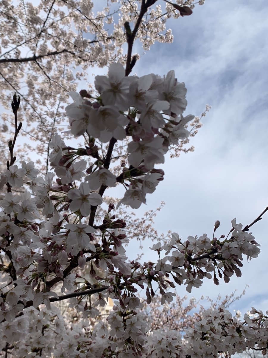 It's the first day of spring! Today is also the March equinox, when the Northern and Southern hemispheres receive roughly equal amounts of sunlight. Warmer weather is forecast for this week in Arlington, so take a stroll and enjoy the blooms around your neighborhood.