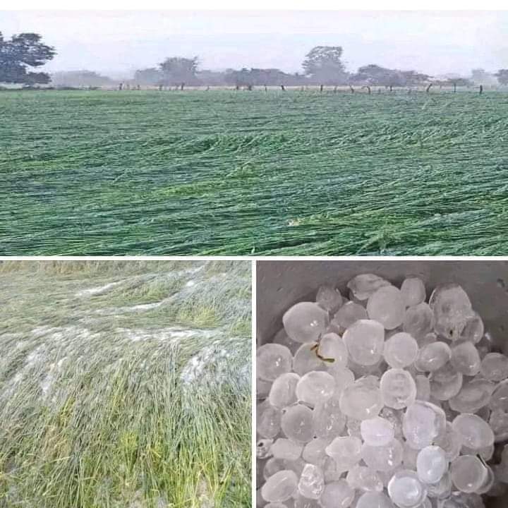 ActivitsSurjeet's tweet photo. @AgriGoI @icarindia @FAO @usda_nass @UPGovt @homeupgov
 *कितनी अजीब है,. ये बेवक्त की बारिश,*

अमीर *पकौड़े* खाने की सोच रहे है और किसान *जहर..!!😔😔* https://t.co/P3m6SlggcE