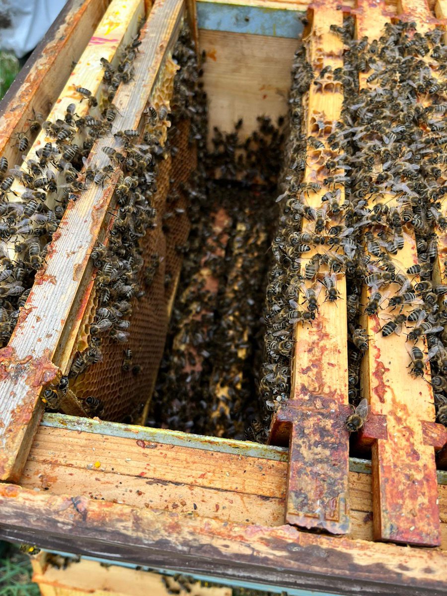 MonkseatonMid's tweet image. Our #beekeeping team have had another great afternoon today. Well done, team! #tocareandsucceed