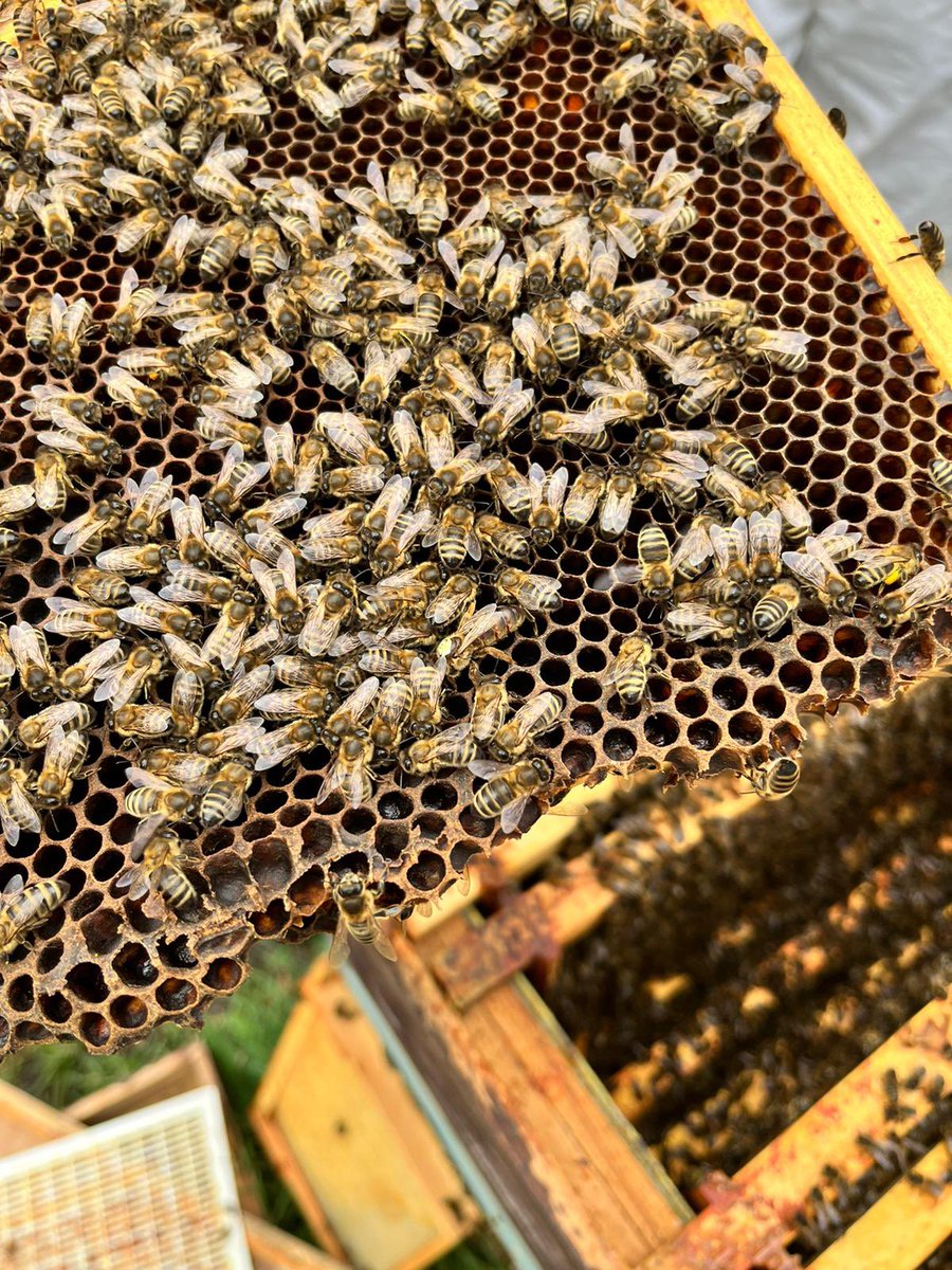 MonkseatonMid's tweet image. Our #beekeeping team have had another great afternoon today. Well done, team! #tocareandsucceed