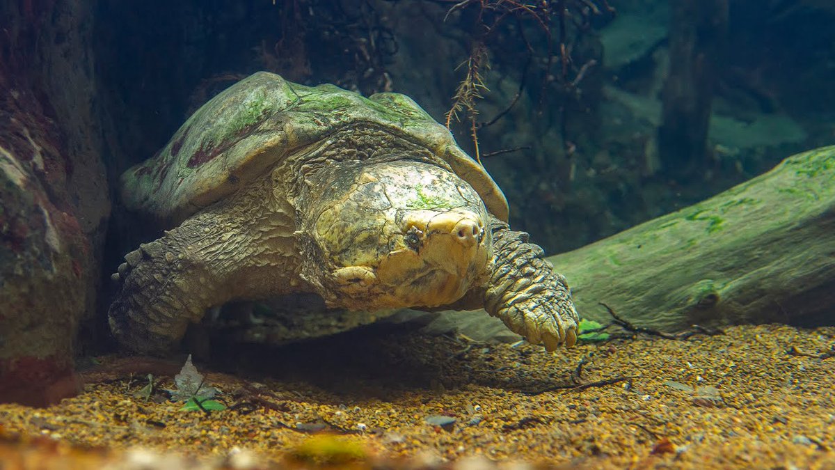 After months of short days + cool temps, many cold-blooded, scaley inhabitants in the Delta Country are starting to wake up and BOY are they hungry. Watch a #springtime feed with our many 'gators (Alligators, Alligator Snapping Turtles and Alligator Gar)! buff.ly/3Z0CIeX