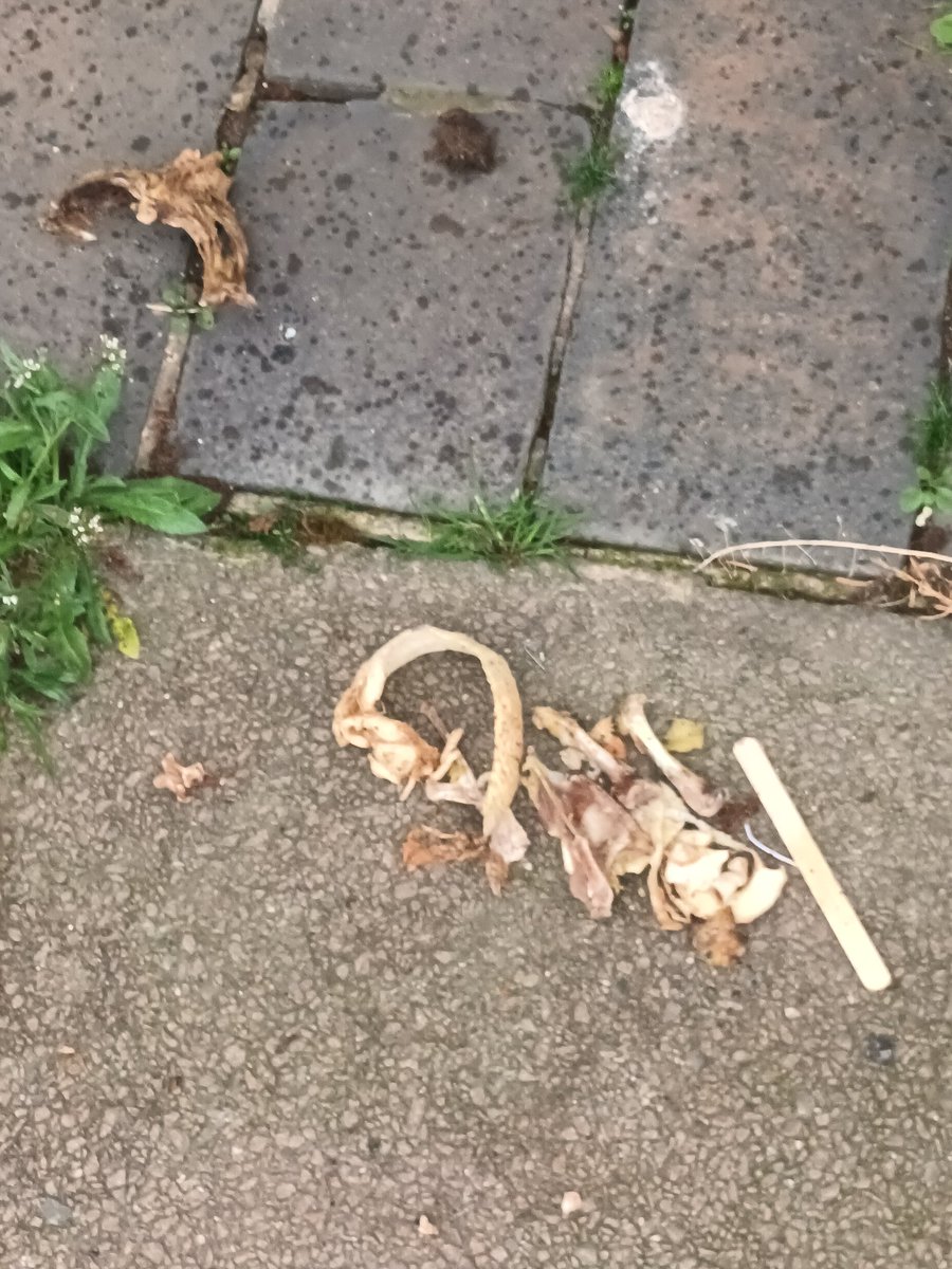 KingsleyCourier's tweet photo. People who litter... I've got a BONE to pick with you ... https://t.co/GPgiH1O24q