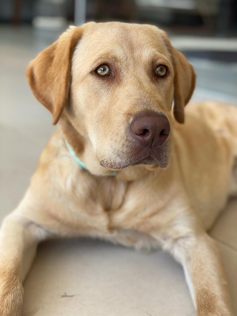 Se perdió Coco! Detrás de la ANDE, cerca del colegio Internacional. Por fa ayuden a que vuelva a casa!! 0981400870. 0981501777