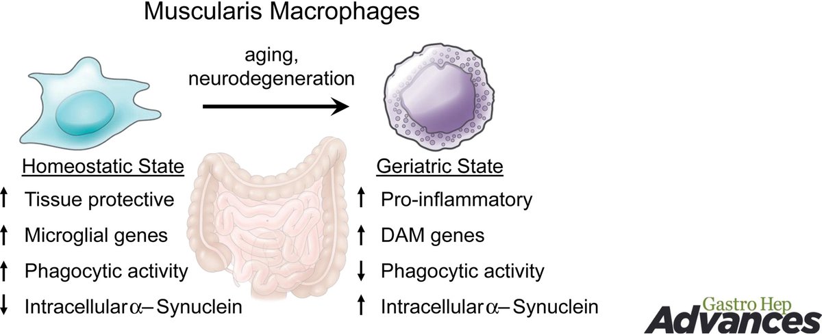 Muscularis macrophages demonstrate age-dependent genetic changes that mirror the microglial disease-associated microglia phenotype and result in functional decline. Read more at ow.ly/Z0yo50NmLvx