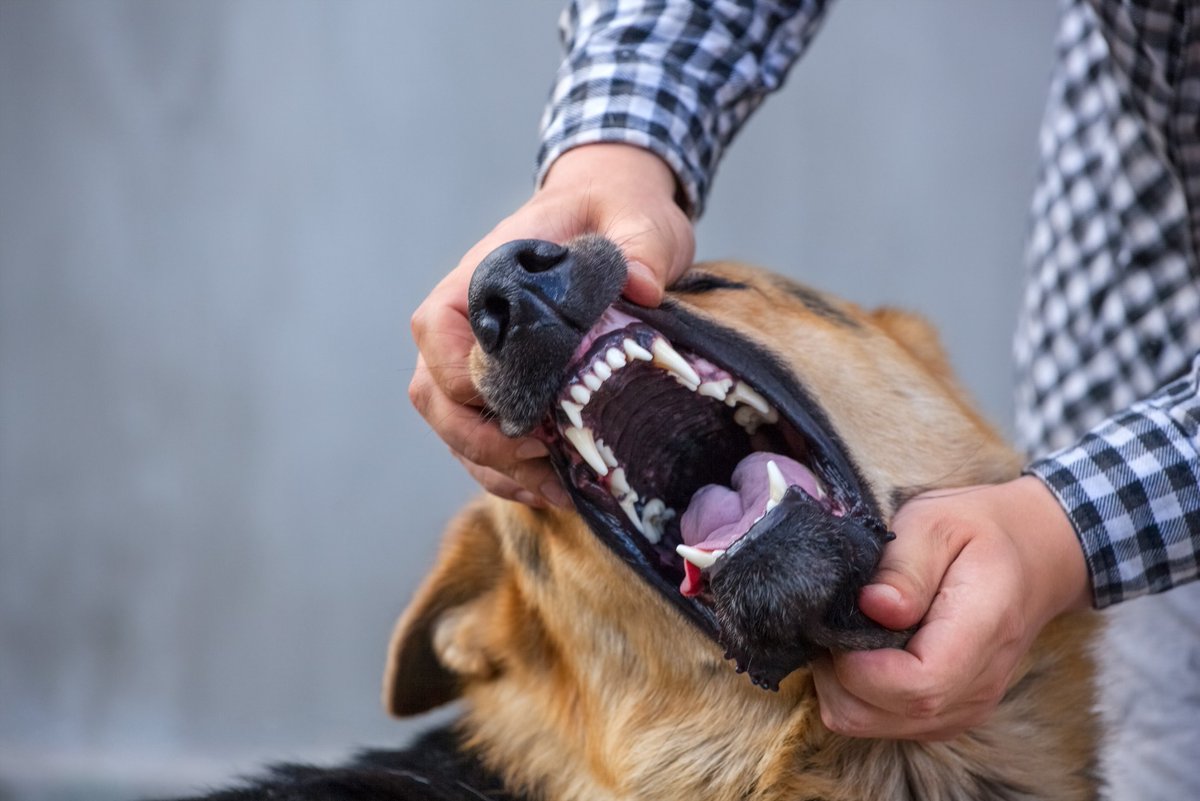 Dog owners must take responsibility for their dog's behavior. It's not fair to ignore the seriousness of dog bite injuries and make victims pay for their medical bills. If you've been wrongfully injured by a dog, contact us today and learn more about your legal rights.