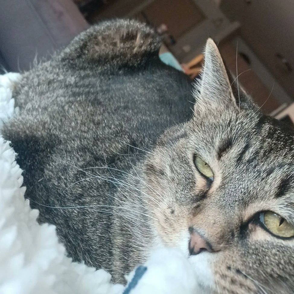djsuzyd's tweet photo. She has saved me from being late to work on more occasions than I'd like to admit. 

Here's some pictures of the queen for some Monday serotonin: https://t.co/NB6MUUkDYk
