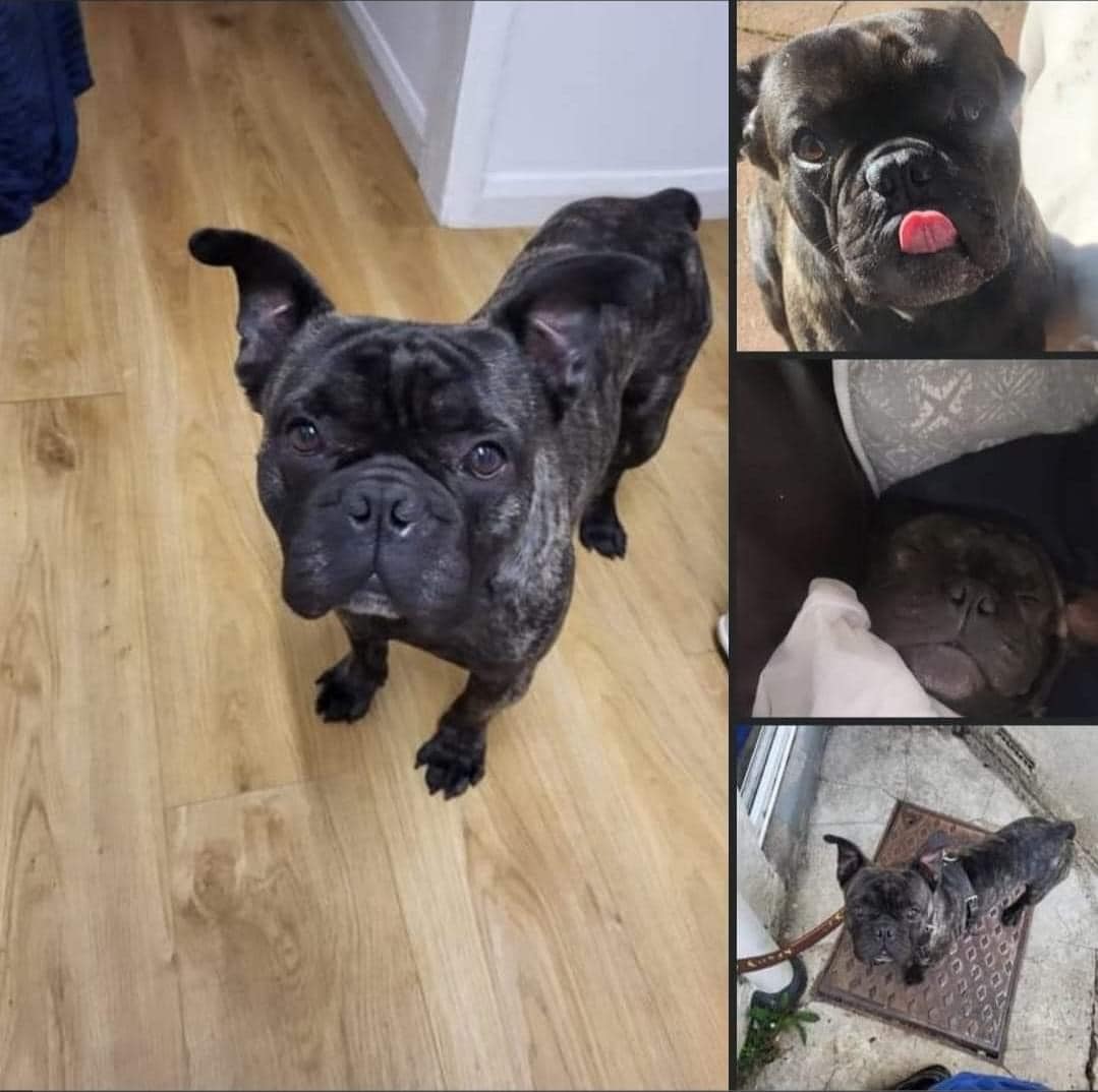 💥 MISSING DOG 💥 Black #Frenchie went  #missing on the evening of Friday, 18/3/23 on #StLeonards sea front, by the speed camera, just after #HastingsPier #Hastings #EastSussex. Sightings please☎️07873876017. doglost.co.uk/dog-blog.php?d… #MissingDog #dogsoftwitter #LostDog