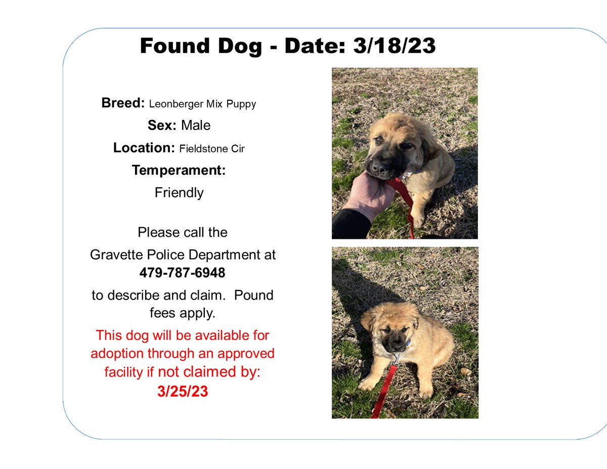 This adorable guy was found near Fieldstone Circle. If he's yours, please contact the GPD at 479-787-6948.