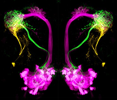 We are looking for a new PhD student to study experience-dependent modulation of olfactory circuits in the fly brain. See details here: jobs.ice.mpg.de/jobposting/d63… Please RT! Thanks! #drosophila #neuroscience #PhDposition