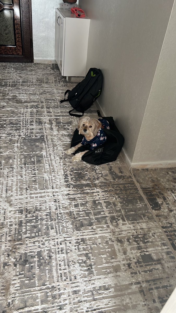 Minik meleğim depremden 3 gün önce bize gelmişti dakikalarca annem dışarı çıktı diye ağladı hiç böyle yapmazdı
Bakışlarının hüznünü anlayamadım
Belki de hissetmişti bilmiyorum
Sende diğerleri gibi melek oldun ❤️