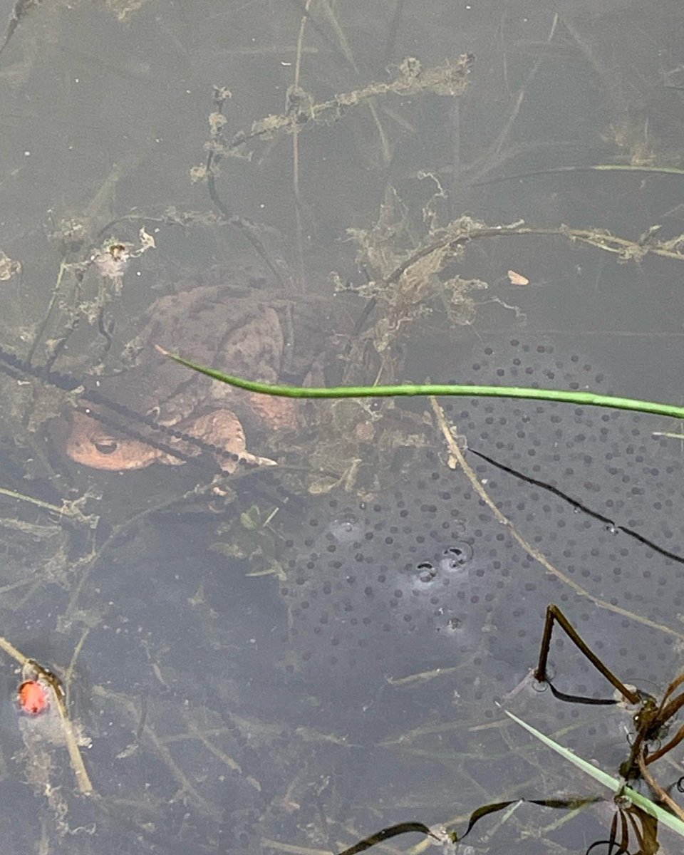 Today is the vernal equinox which means the start of Spring. Right on cue we have frogspawn 🐸.     #charity #Richmondpark #childhoodunplugged #frogspawn