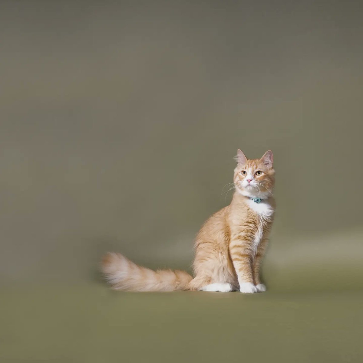 fetchlightphoto's tweet photo. Introducing the regal Sawyer and his feline family 😻 Had the pleasure of meeting this stunning orange tabby cat and his adorable sister and mom. Ready to bring this level of royal charm and cuteness to your feed!  #catsoffacebook  #cutenessoverload #felinefamily #petphotography https://t.co/jcLcn6YZll
