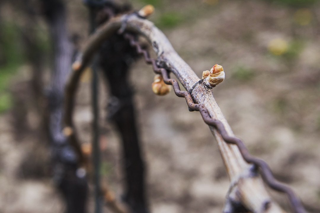 The vineyard is not quite at this point yet, but with Spring arriving at 5:24 this afternoon, can this be far behind? Happy #SpringEquinox! #vernalequinox #firstdayofspring #marchequinox #northwardequinox