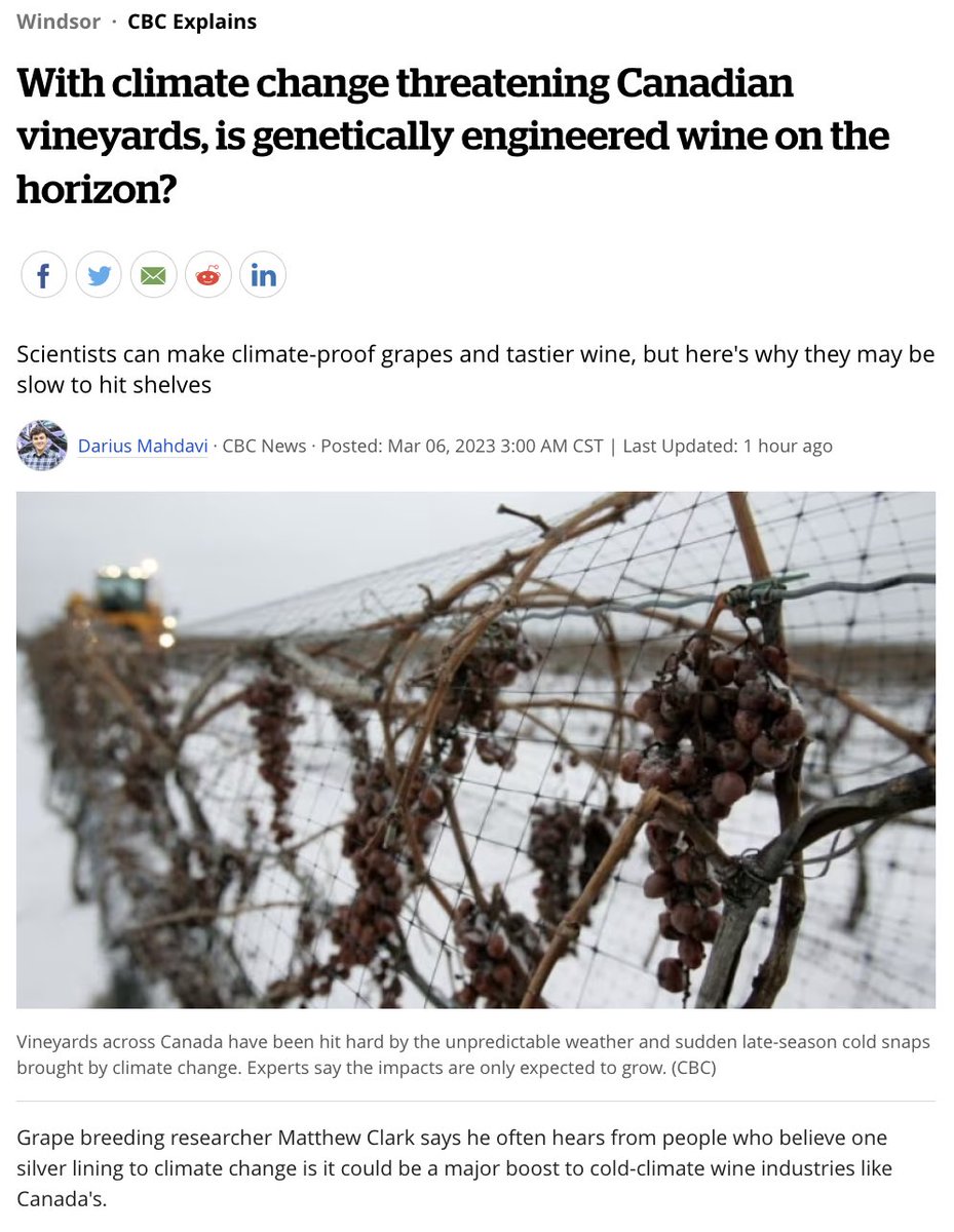 The @cbc featured our Project Director, Dr. Matthew Clark, in a piece touching on the role of biotechnology in solving climate change-related problems in V. vinifera plantings. Read the whole article at cbc.ca/news/canada/wi…