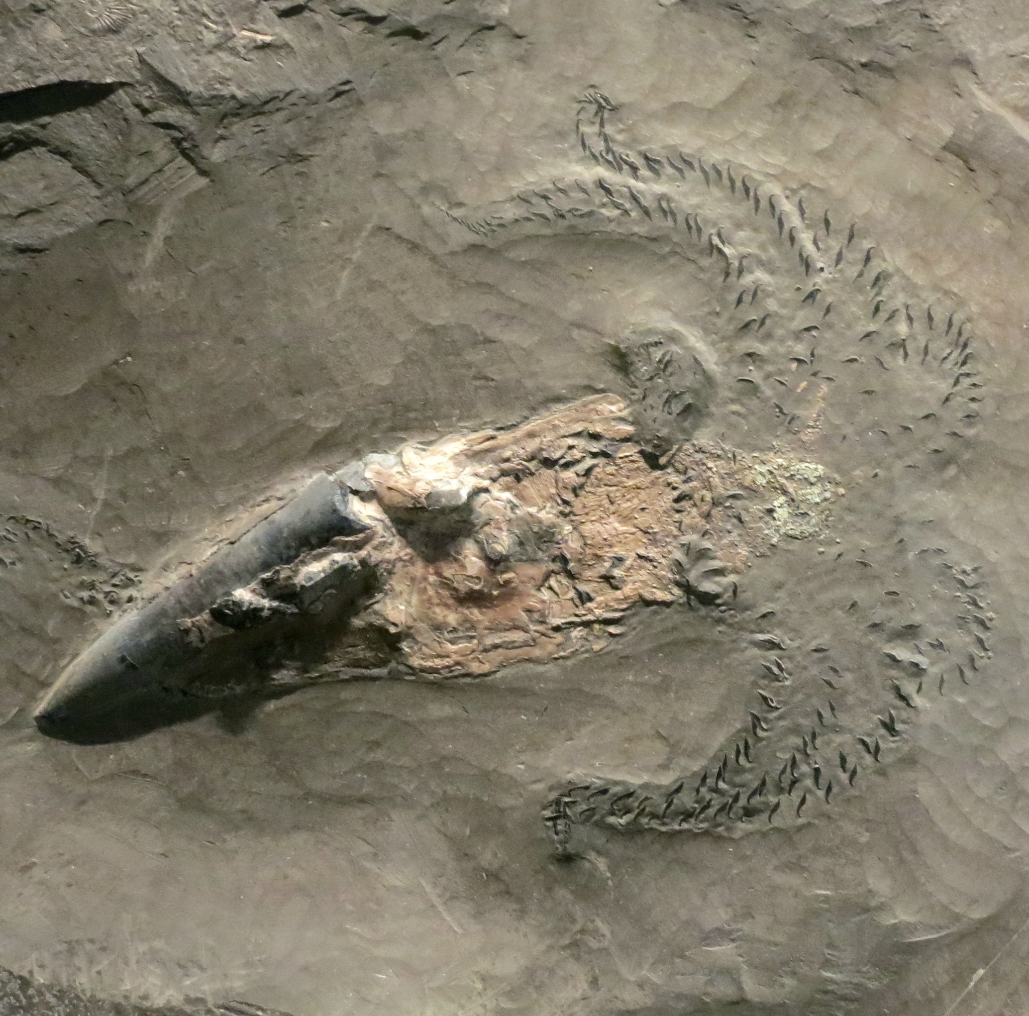 Sac amelia fossil sales