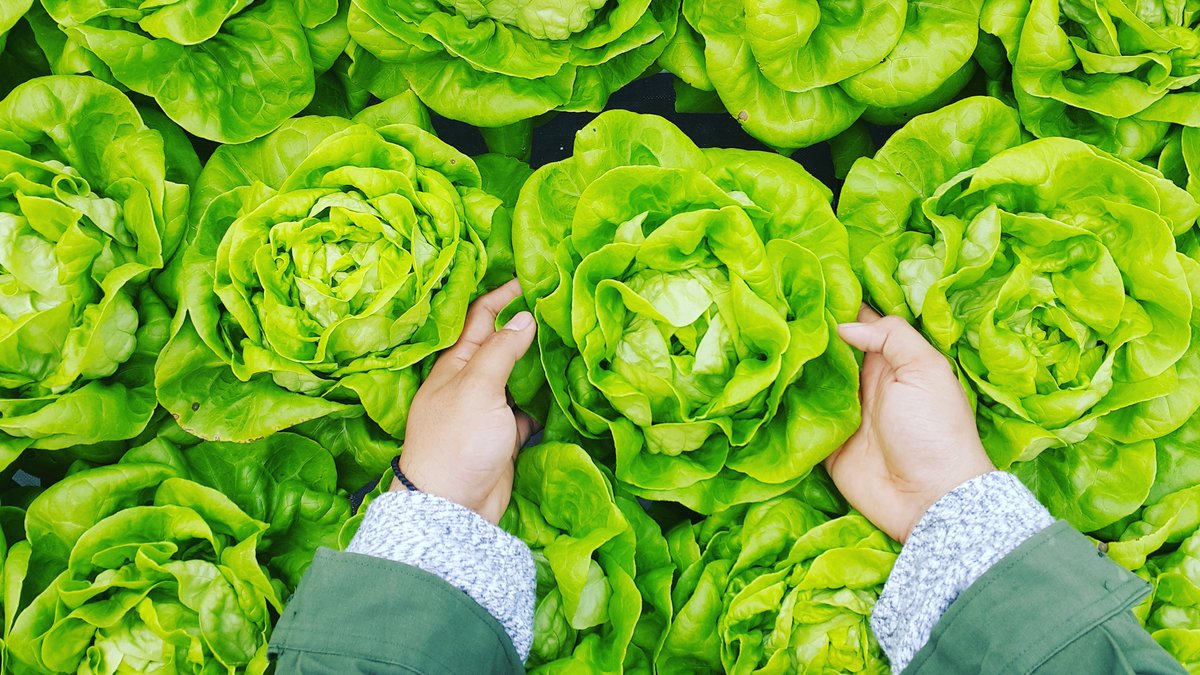 Spring Giveaway Day 2:  Lettuce 

There are many types of lettuce - romaine, iceberg, green leaf, and red leaf. All are mostly made up of water but have a nice crisp crunch! Lettuce is a good source of fiber and vitamins. Lettuce grows in Ontario, but does it grow in spring???