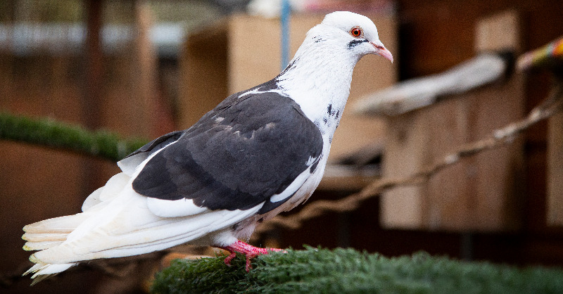 wildlifeaid's tweet photo. We're always amazed by how quickly #imping works, and we're delighted to say that this #pigeon is now flying well! Although needing a little more time to make sure that everything is good, we're hoping for a happy outcome soon... https://t.co/qdfQgMLnL2