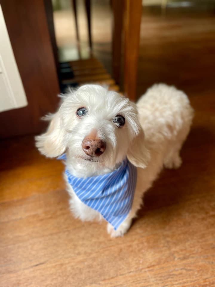 StarkvilleDerby's tweet photo. Meet our racers! Hank also goes by Hankie Pankie, Hank the Tank, Tom Hank, and Shin Bone Connected to the Hankle Bone. Let's show Hank some love! https://t.co/F2AVPCF7yF