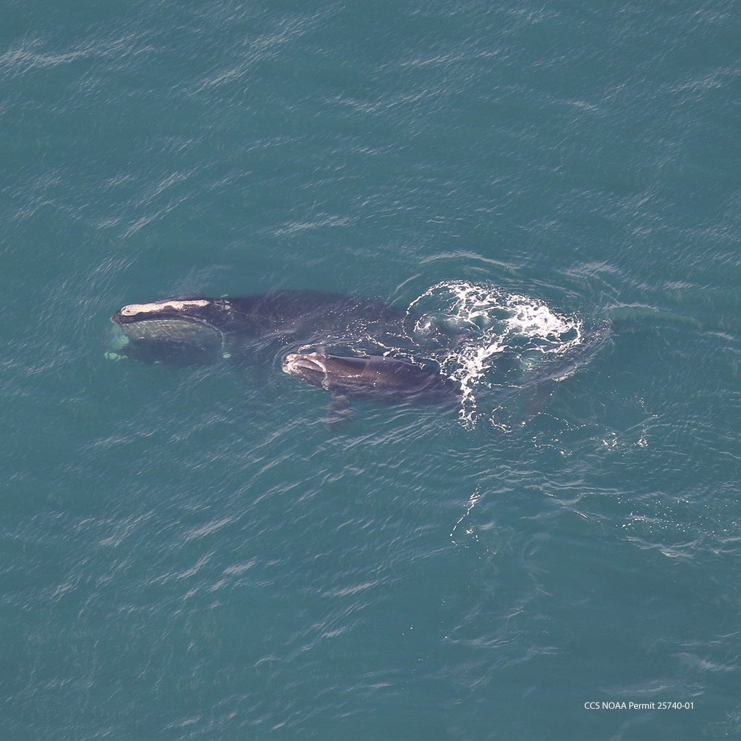 evezuckoff's tweet photo. On Saturday, a critically endangered North Atlantic right whale mother/calf pair was spotted in Cape Cod Bay for the first time this year. Meet 21-year-old Porcia and her baby, one of just 12 right whale calves to be spotted this season.  @CCSPtown @WCAI_NPR @GBHNews https://t.co/B2uQvF7UoW