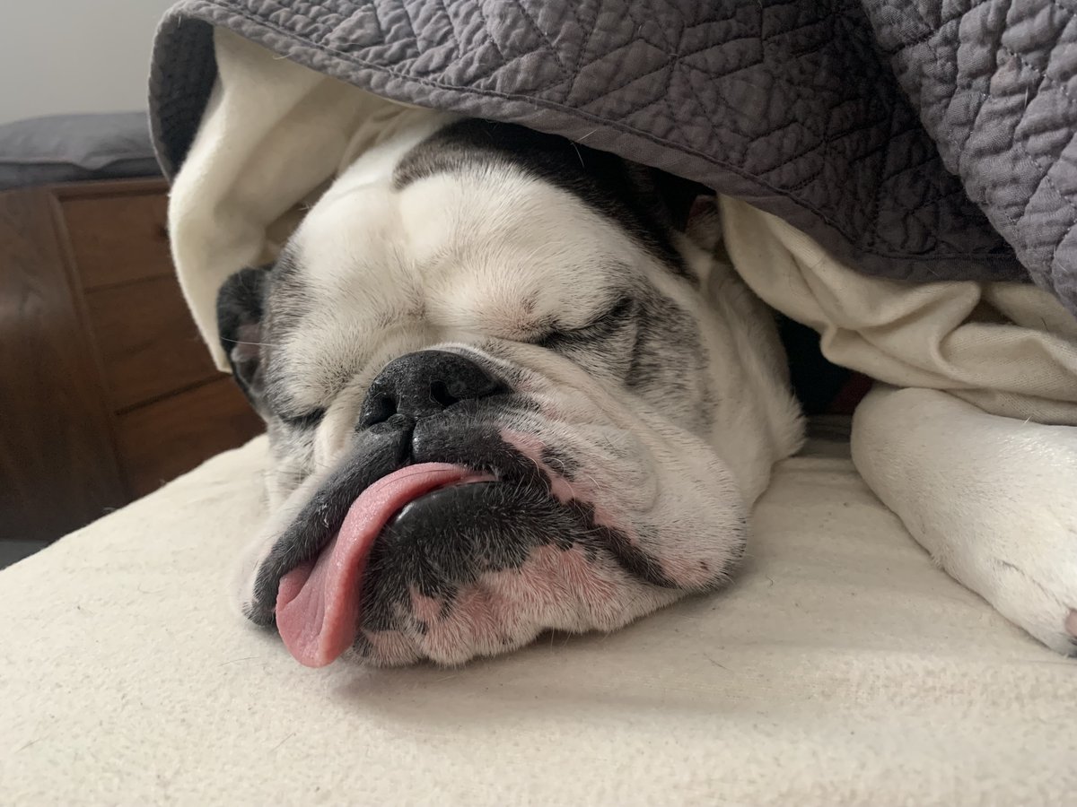 CameronAnglum's tweet photo. Sorry to share that our best friend Lady recently passed over the rainbow bridge. She brought us immeasurable joy &amp; we're grateful she held on to pass the torch to our wonderful newborn Isla.

Please share any/all photos of your pets!
#petsofAEFP #dogsofAEFP https://t.co/YexRXN3pO1