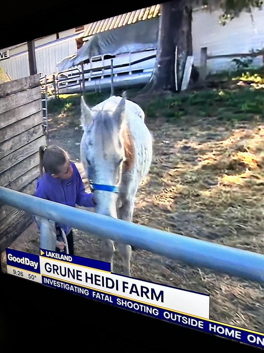 Thanks @CharleyBelcher for giving some #TV #love to Grune Heidi Farm Rescue in Lakeland. Erika Gilbert takes in starving and slaughter-bound #horses and turns their lives around! #horseslaughter #horserescue