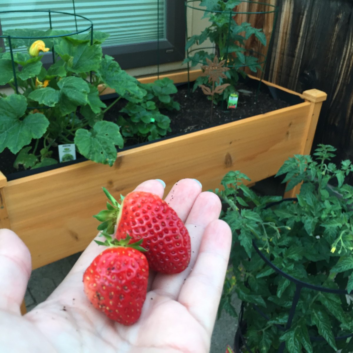 Spring has sprung! Now's a great time to plan your gardens, whether large spaces or containers. Fresh, homegrown fruits and vegetables save you money at the grocery store and provide healthy meals. For inspiration, visit the City's Urban Farming website: bit.ly/3n0pn94