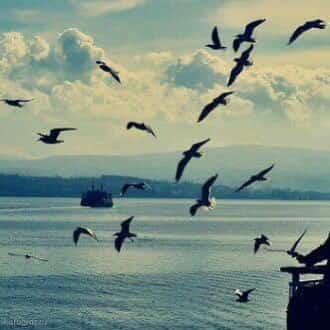 لا تسألوا الطيور لماذا هاجرت؟...بل اسألوا الظروف التي أجبرتهم على ذلك..❤‍🩹