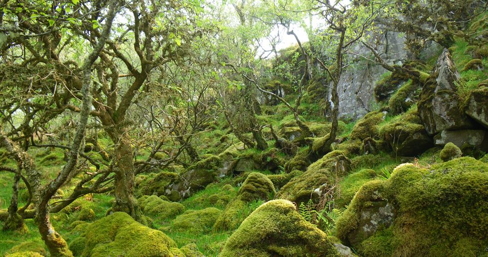 Britain has temperate #rainforests that are just as special and spectacular as their tropical cousins but are actually even rarer &amp; need better recognition &amp; protection. This #ForestDay #IntlForestDay read all about our conservation work in partnership &gt; plantlife.org.uk/uk/our-work/pu…