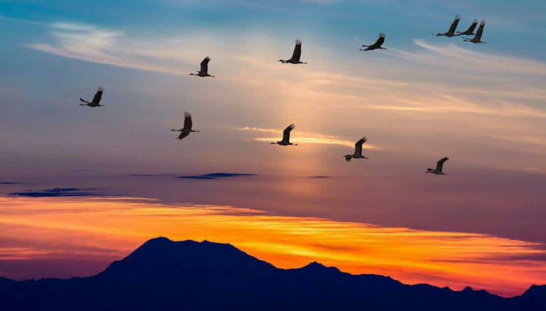 إذا هاجرت الطيور فإنّها ترحل متحرّرةً من دموع تملأ العيون ولوعة أشتياق تهز الفؤاد ... لذا خُلق الإنسان دون أجنحةٍ وخُلقت الطيور بلا أحبّةٍ..❤‍🩹