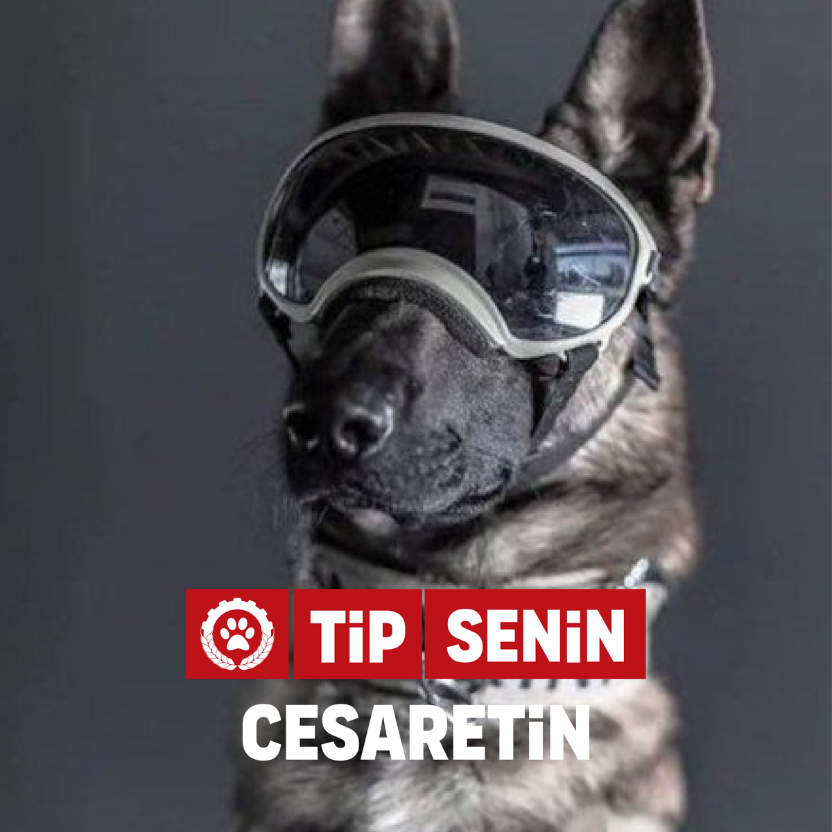 IsciPatisi's tweet photo. #TipSenin cesaretin! https://t.co/p3CYwl3nF0