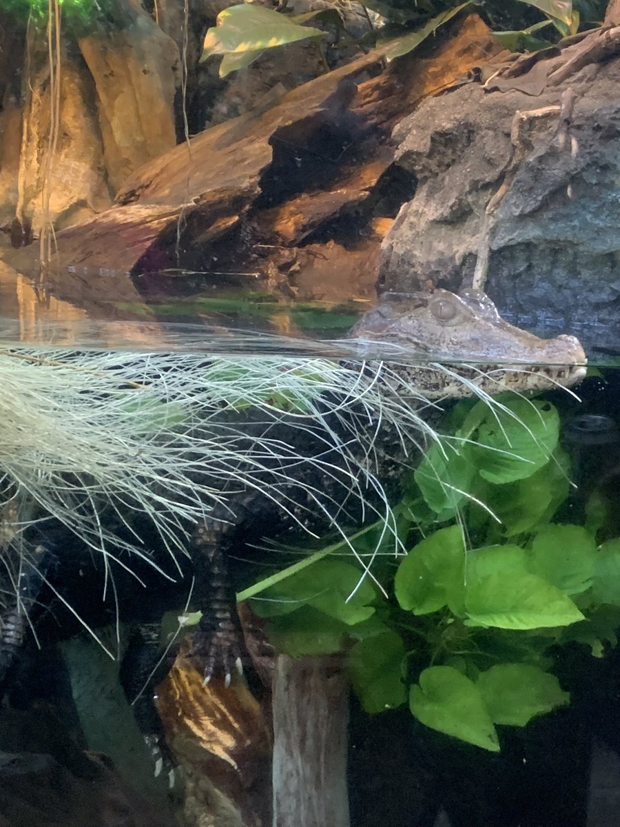 Caiman_fan's tweet photo. Some pictures I got of the Dwarf caiman at Shedd Aquarium yesterday. 
#caiman #dwarfcaiman #animalphotography https://t.co/5qBNM7pyvF
