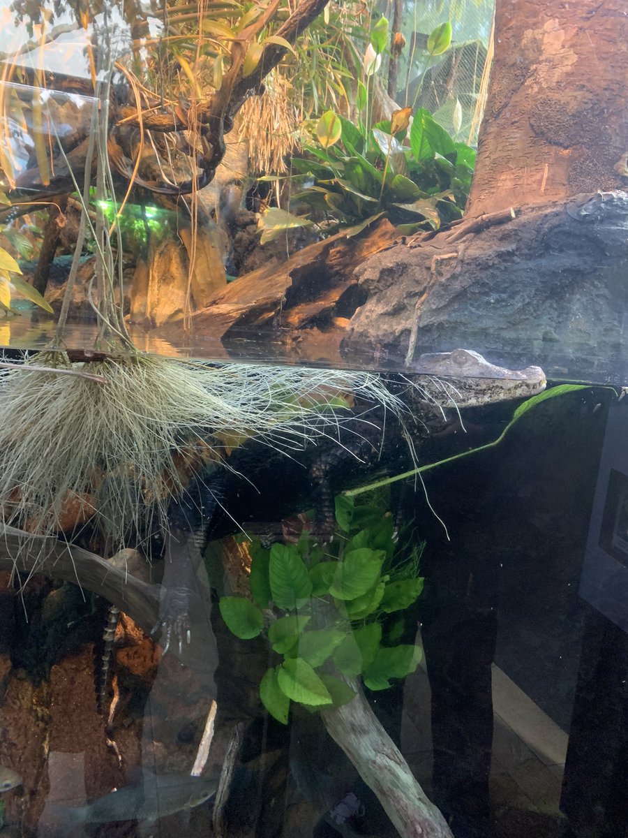 Caiman_fan's tweet photo. Some pictures I got of the Dwarf caiman at Shedd Aquarium yesterday. 
#caiman #dwarfcaiman #animalphotography https://t.co/5qBNM7pyvF