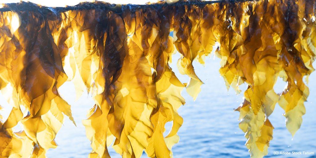 Starting a #seaweed farm is a fulfilling experience, but the licensing procedure can be time-consuming ⏳

#EU4Algae is developing a licensing toolkit to guide future farmers through the process ⚙️

Sign up here to access it 👇
europa.eu/!PRvMG6

#algae #BlueFarmingEU