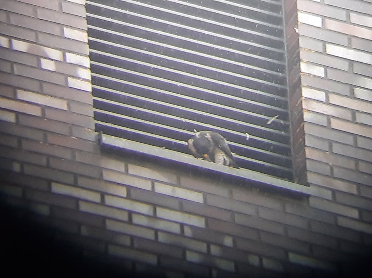 @cianbirder @davybosman @noeljkeogh @BirdGuides Nice@ I went to twitch one in Almere The Netherlands this morning but the #peregrine was there faster...R.I.P. @dutchbirding