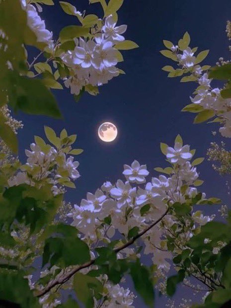 MOON LOVER tweet media