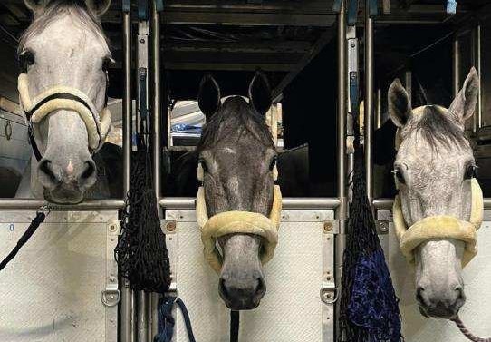 A total of 7,000 #horses made their way through the Horse Inn @LGGLiegeAirport in 2022. From racehorses to dressage or thoroughbreds, Challenge Handling has handled them all: aviationpros.com/53028943 #groundhandling #airports #flying #animalcargo