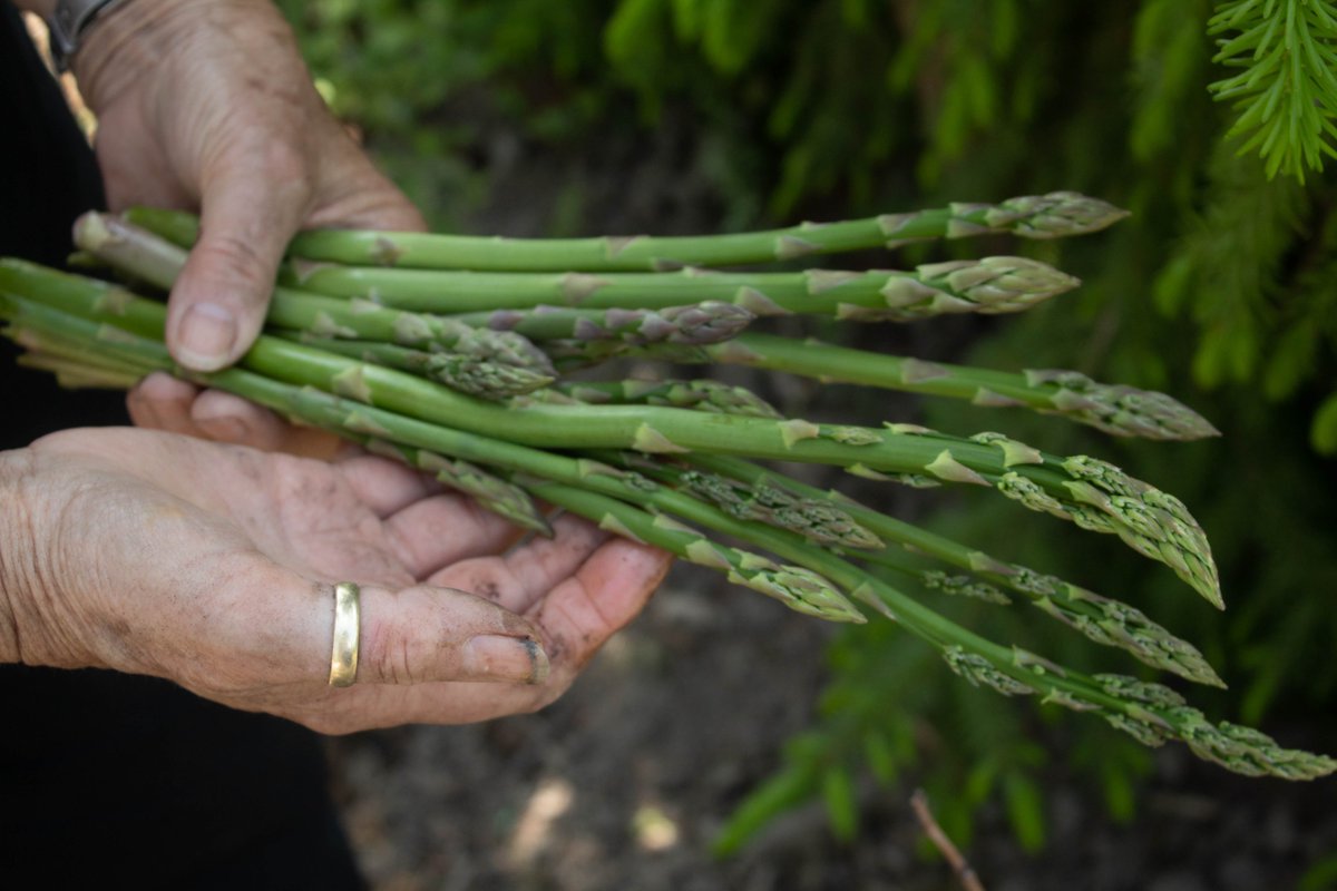 Spring Giveaway Day 3: Asparagus

Did you know that asparagus grows wild in rural Ontario? It can be found where there is water like irrigation ditches. Asparagus is high in vitamin C, folate, iron and fiber. Asparagus grows in Ontario, but does it grow in spring???
