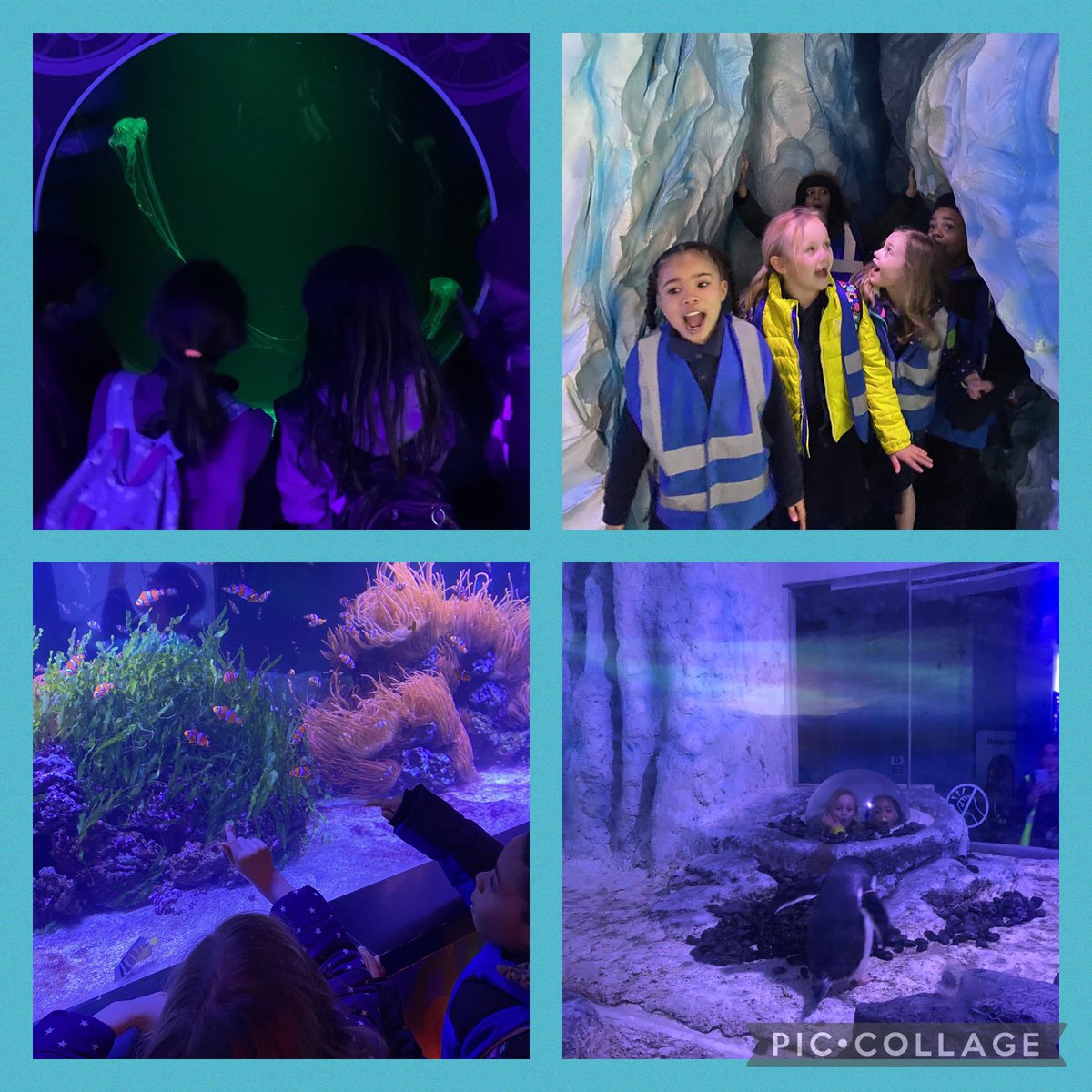 Y2@fircroft.family (@y2_fircroft) on Twitter photo What an amazing trip we had to Sea Life! Have a look at some of the animals we saw today. We also spotted lots of information about how we can help the ocean <a href="/sealife/">Sealife</a> <a href="/fircroftSW17/">Fircroft Primary</a> What an amazing trip we had to Sea Life! Have a look at some of the animals we saw today. We also spotted lots of information about how we can help the ocean <a href="/sealife/">Sealife</a> <a href="/fircroftSW17/">Fircroft Primary</a>