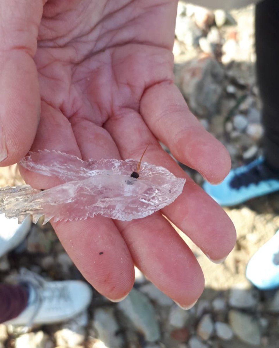 PlaneteMer's tweet photo. En ce premier jour du Printemps, on vous partage en images la dernière sortie #Biolit dans le @ParcCalanques 🌊
Une journée venteuse mais ensoleillée au cours de laquelle nous avons fait de très belles découvertes comme la rencontre avec un Sabot de Vénus !
#biodiversity https://t.co/s2FzYLkWHV