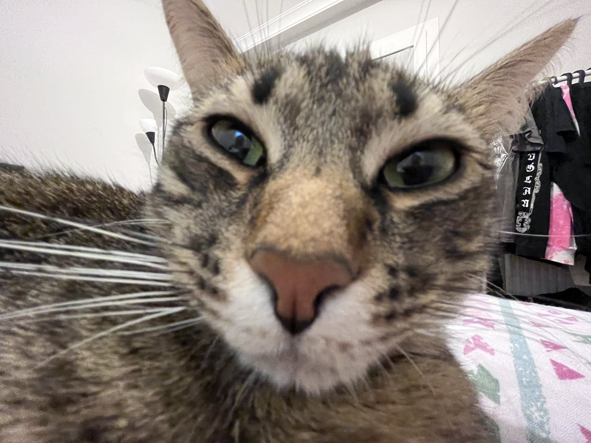 My sweetheart 💗#CatsLover