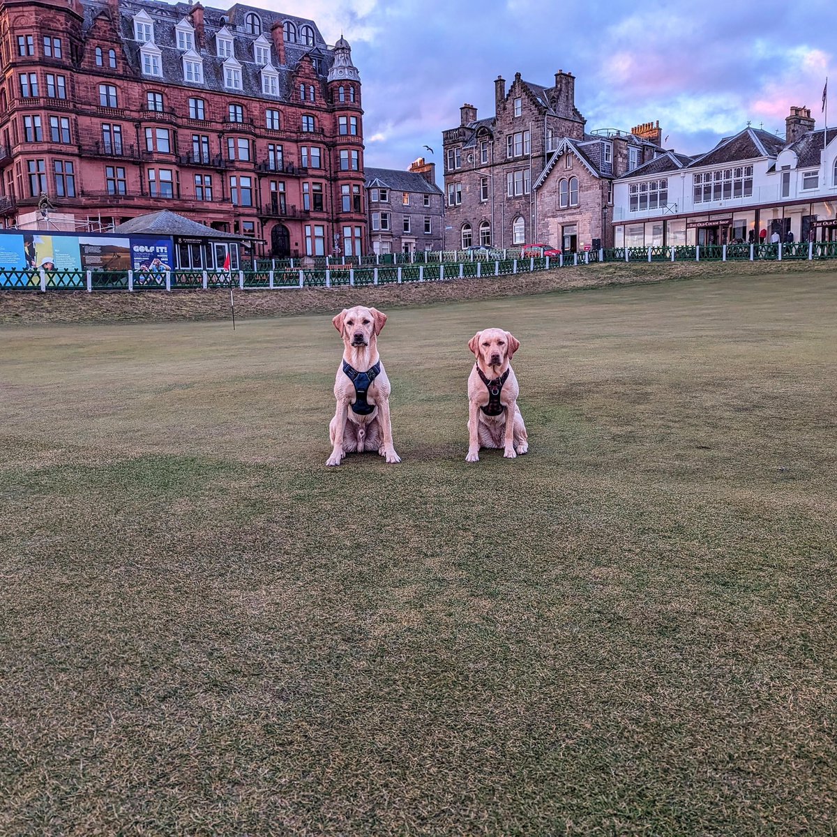 How could you not love a couple of pups having a morning at the Home of Golf.

(via scottishcoveredindog Reddit)