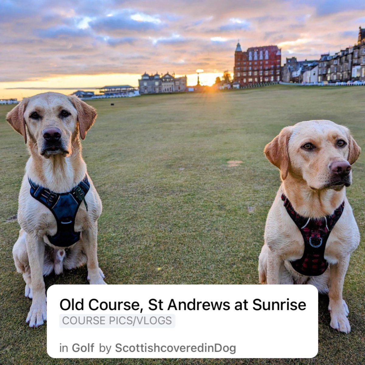 Fore Play tweet media