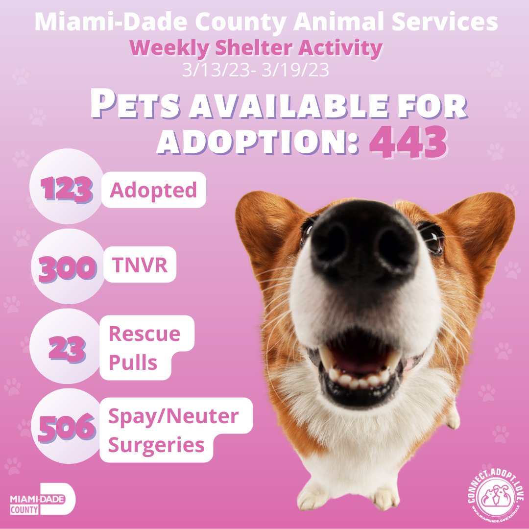 Our weekly statistics are looking great thanks to the pet lovers of Miami-Dade County. 🥰❤🐾

#AdoptDontShop #Shelter #MiamiShelter #ShelterStatistics #Dog #Cat