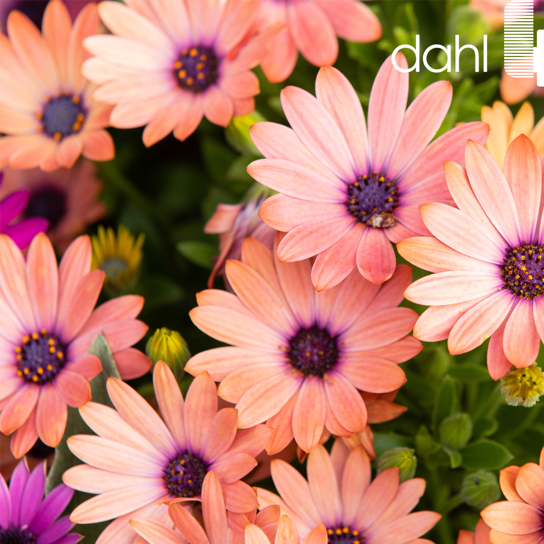 Happy First Day of Spring 2023
#spring2023 #firstdayofspring