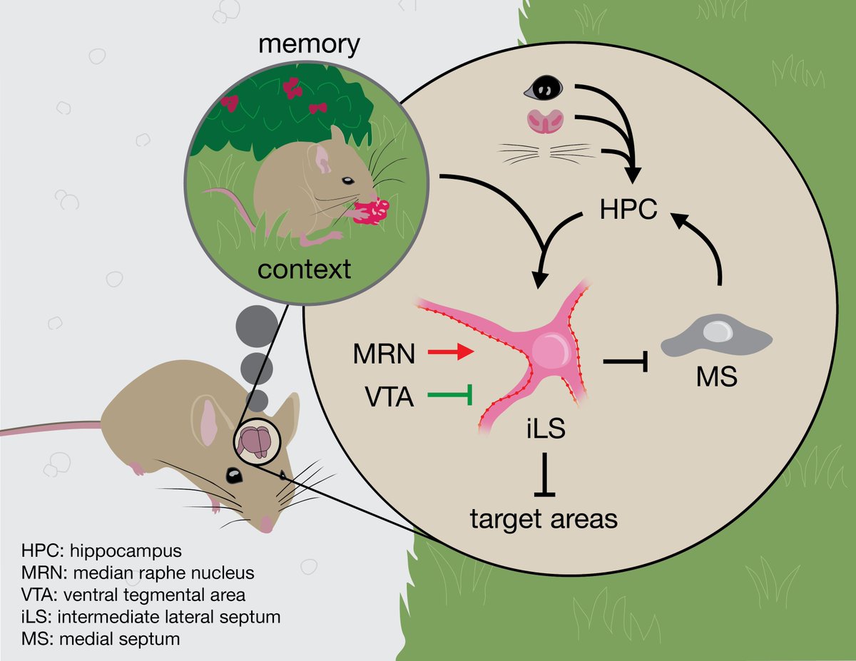 janetiwasa's tweet photo. For #SeeingDiversity, we're featuring Dr. Yasmin Escobedo Lozoya @neuromixologist! This illustration by @FrancheskaLR shows that cells in the  intermediate lateral septum are a place of convergence of info dictating the actions an animal takes based on past context, reward &amp; cost https://t.co/Ob7sugzD4E