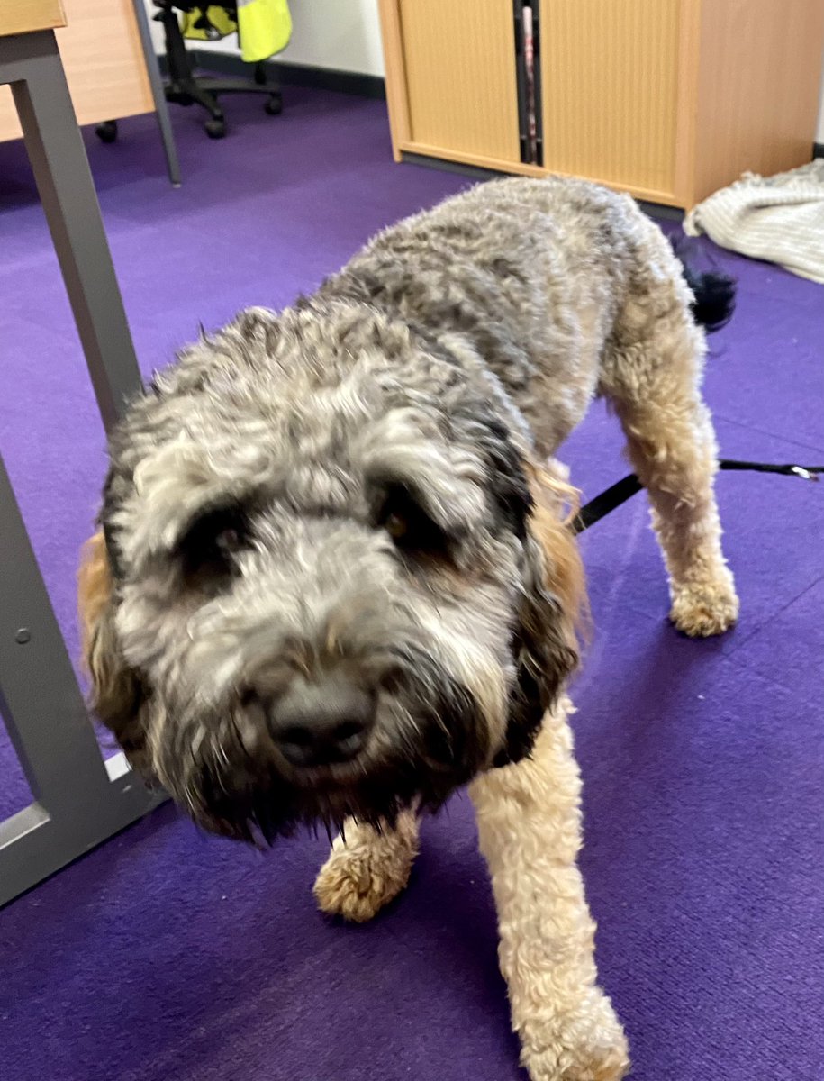 Look who I’m sharing an office with @KingsCEAcademy today!

Dexter the #schooldog is here!

#education #dogs